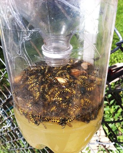 How to make a wasp trap with a plastic bottle?